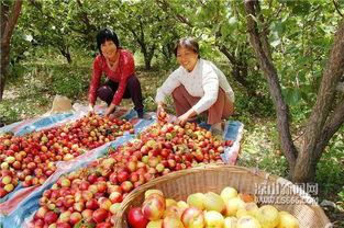 西昌吃瓜月华,一场盛夏的味蕾狂欢