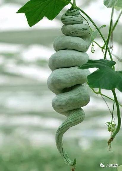 蛇瓜结瓜多吗怎么吃,多产美味，多样食法揭秘