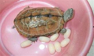 助眠乌龟吃瓜,一场奇妙的安睡之旅