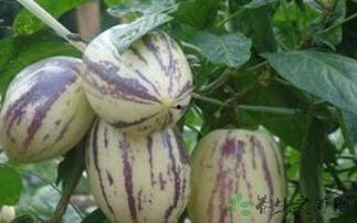 茄瓜叶子怎么吃,探索绿色营养新境界