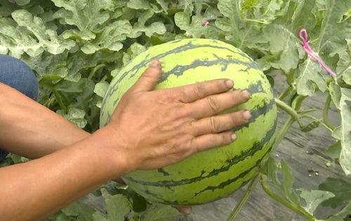 大吴江吃瓜视频