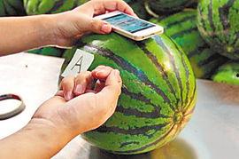 吃手机上的瓜,揭秘网络八卦背后的真相与趣味