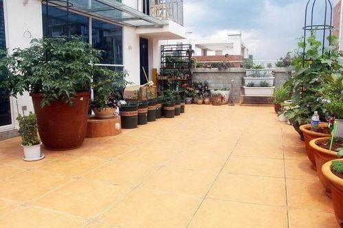 寿光顶楼吃瓜梗,揭秘夏日消暑新潮流