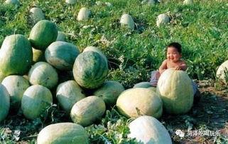 山东吃瓜事件酒店