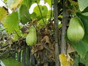 吃耳瓜视频,一场味蕾与视觉的盛宴