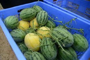 兰财吃瓜群,校园生活趣味横生