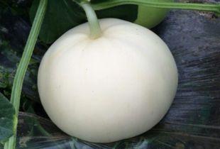 吃梨瓜烂舌头,揭秘吃梨瓜烂舌头背后的真相