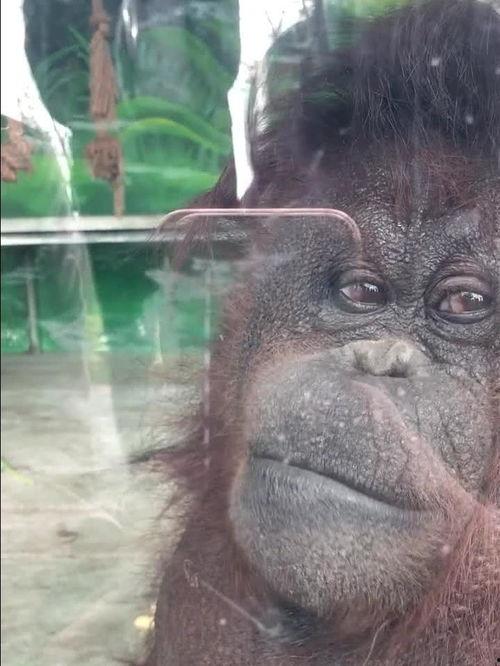 猩猩吃瓜头像高清