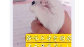 吃瓜老鼠小说,揭秘娱乐圈背后的秘密与真相