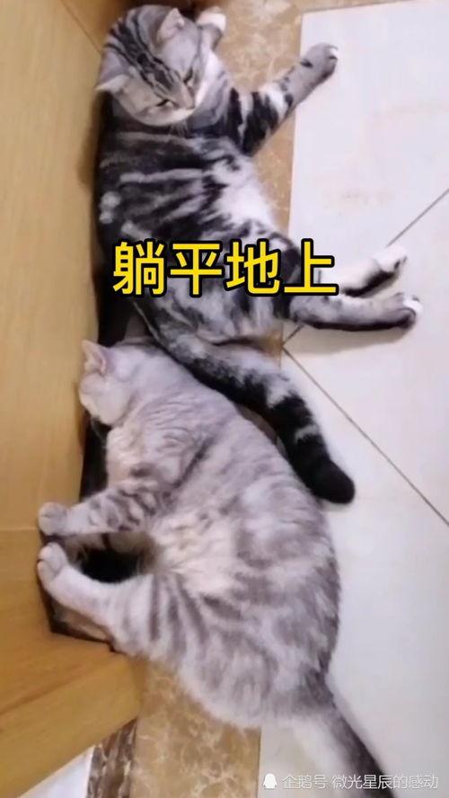 穿越后躺平吃瓜,躺平吃瓜，笑看风云变幻