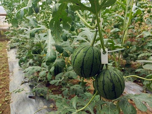 51吃瓜 最新,揭秘娱乐圈最新热点事件