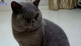 51吃瓜胖猫,揭秘娱乐圈那些不为人知的幕后故事