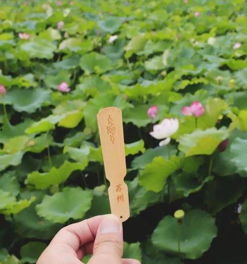 苏州园林吃瓜,苏州园林里的夏日吃瓜趣事