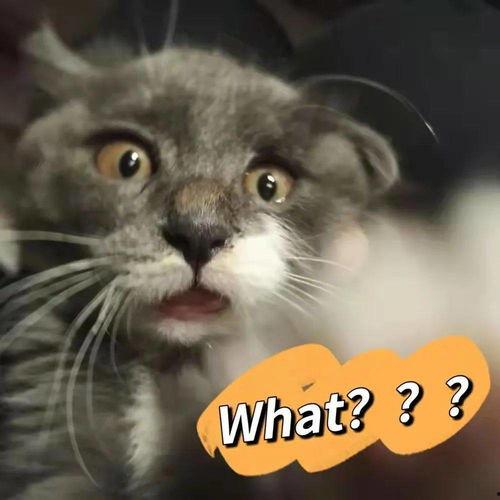 spacerose猫舍吃瓜