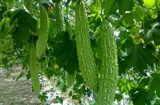 吃虫子的瓜,大自然的神奇馈赠与生态平衡的守护者