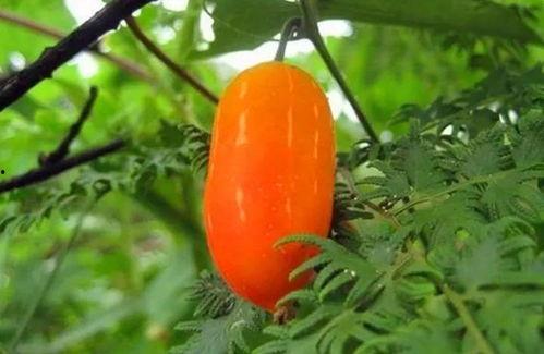 猪吃兰瓜,兰瓜与猪的奇妙邂逅