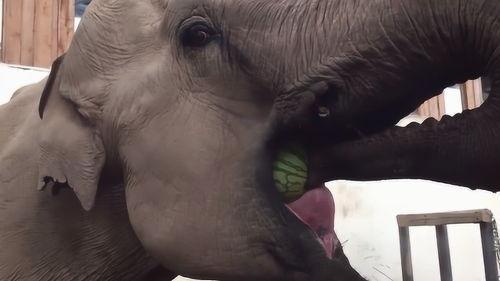 大象吃瓜视频大全,趣味视频大盘点