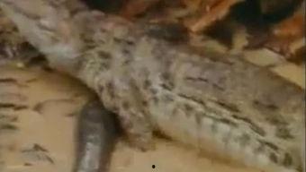 鳄鱼吃瓜搞笑视频