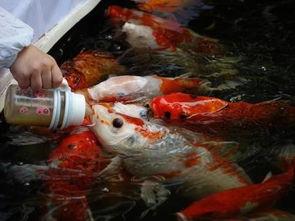 能喂鱼吃瓜吗,能喂鱼吃瓜吗？瓜类食材的鱼儿友好指南