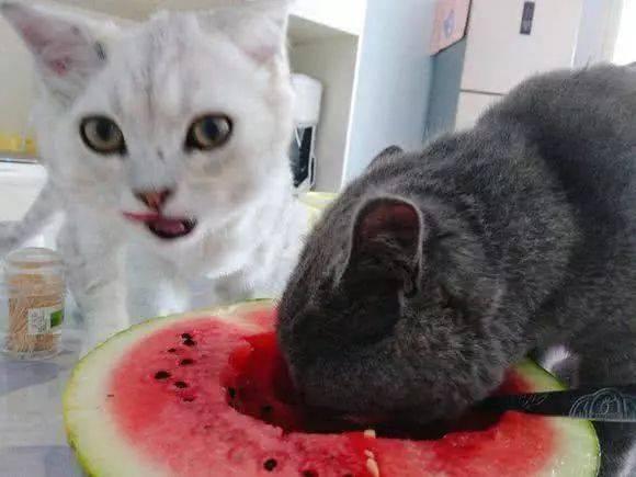 小白猫吃瓜视频,小白猫的吃瓜日常