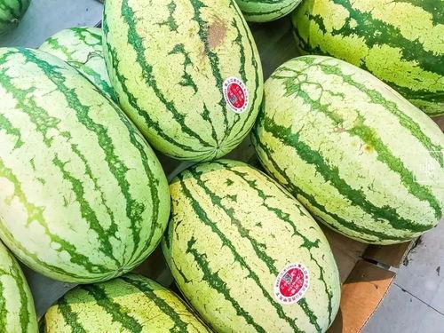 只吃新瓜,尽享夏日清新滋味