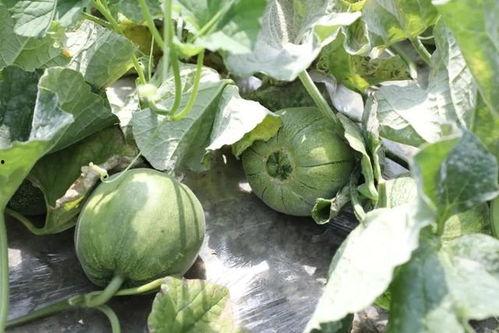 现在吃瓜的季节,盘点娱乐圈最新热点事件